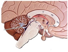 Brain Anatomy Quizlet