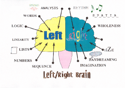 Brain Anatomy Quizlet