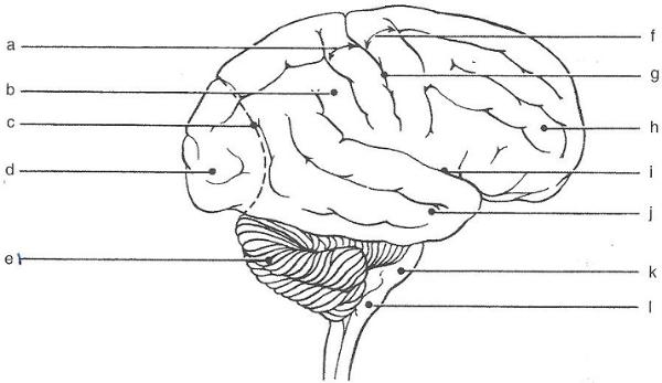 Brain Anatomy Quizzes