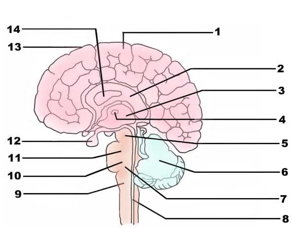 Brain Anatomy Quizzes