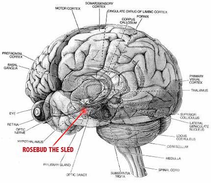 Brain Diagram Labeled Full