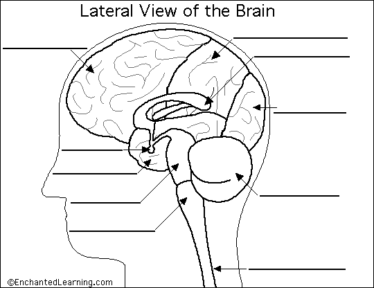 Brain Diagram Labeled Full