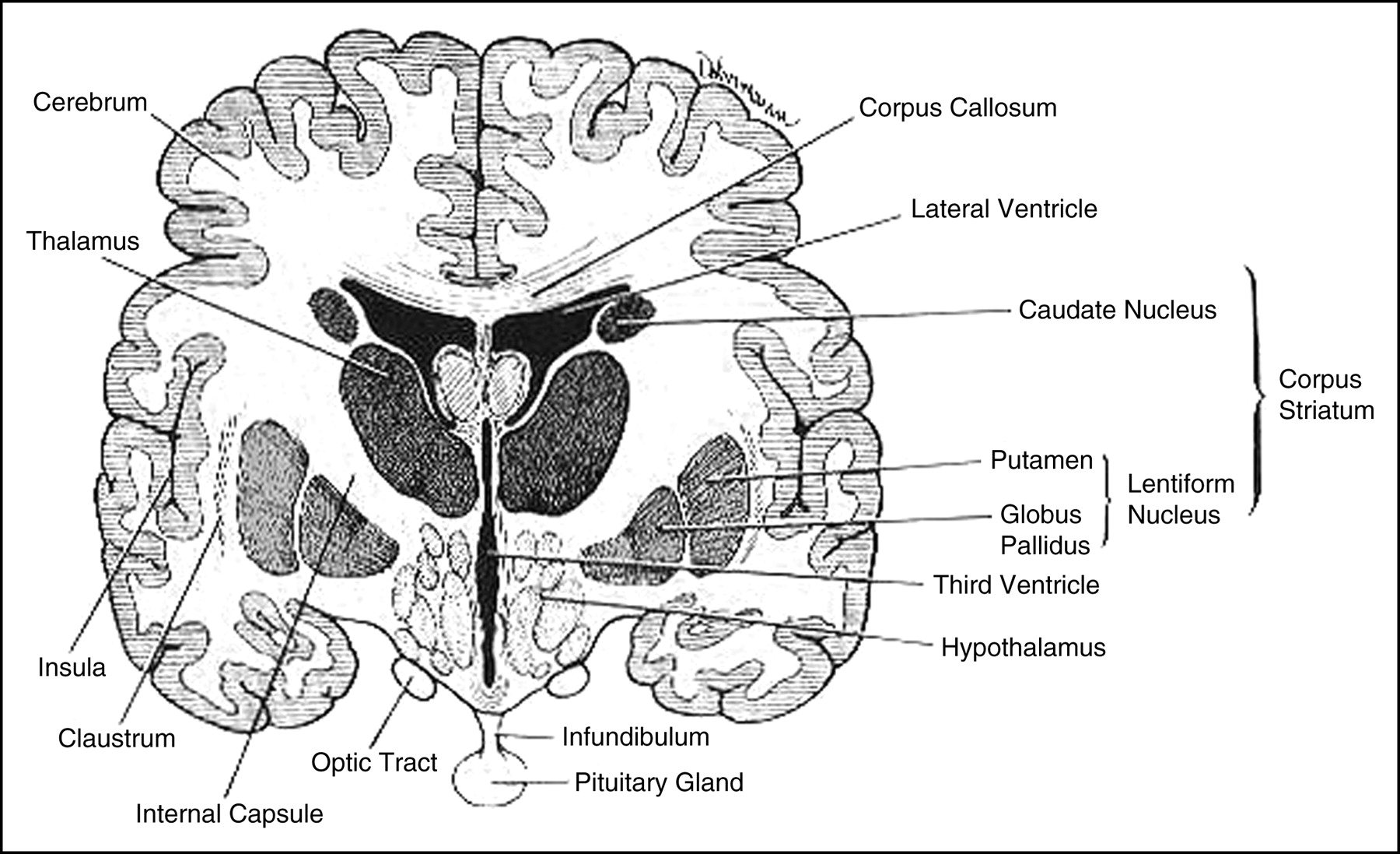 Brain Diagram Labeled Full