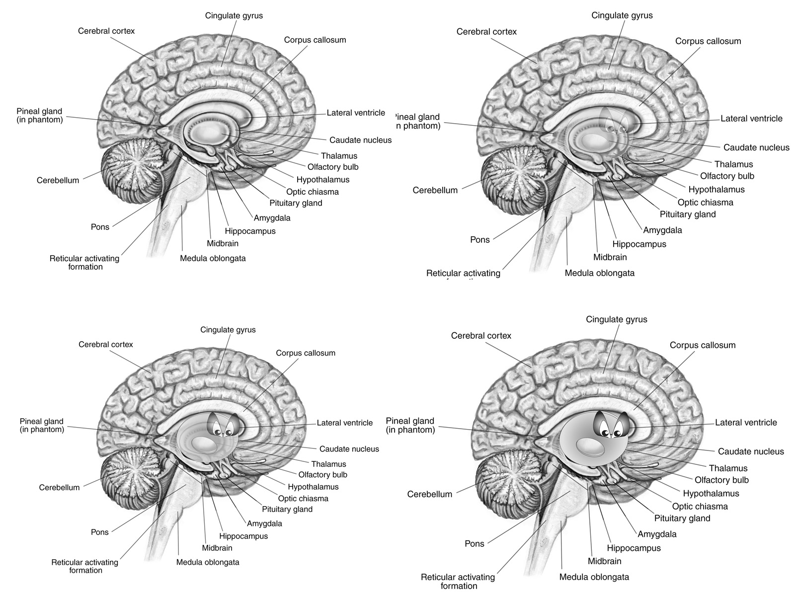 Brain Diagram Quizzes