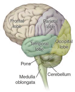 Brain Diagram Quizzes