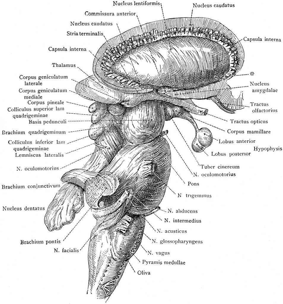 Brain Stem