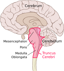 Brain Stem