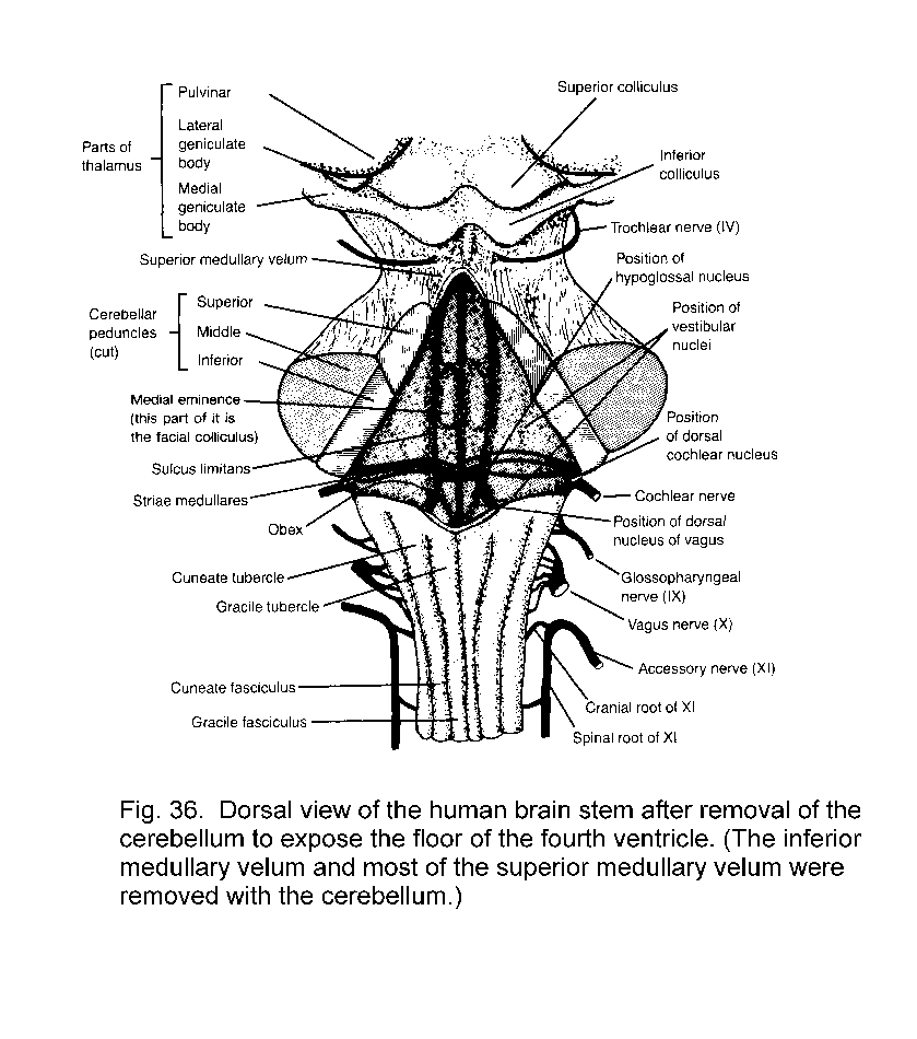 Brain Stem Anatomy Diagram