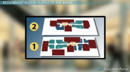 Brain Stem Anatomy Diagram