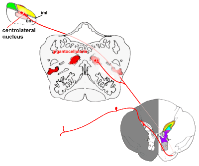 Brain Stem Anatomy Ppt