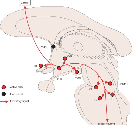 Brain Stem Anatomy Ppt