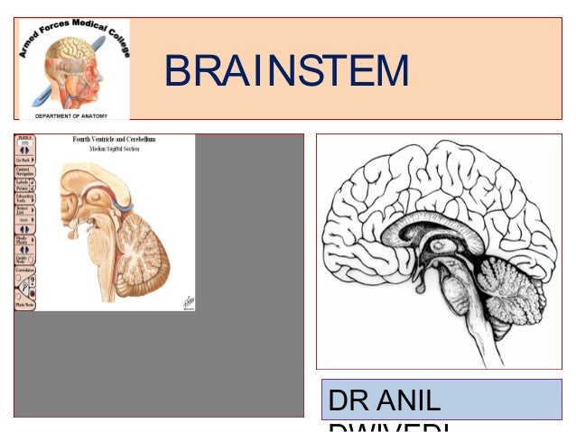 Brain Stem Glioma Statistics