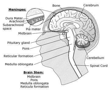 Brain Stem Glioma Symptoms