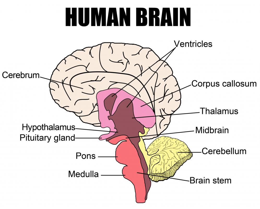 Brain Stem Stroke Effects