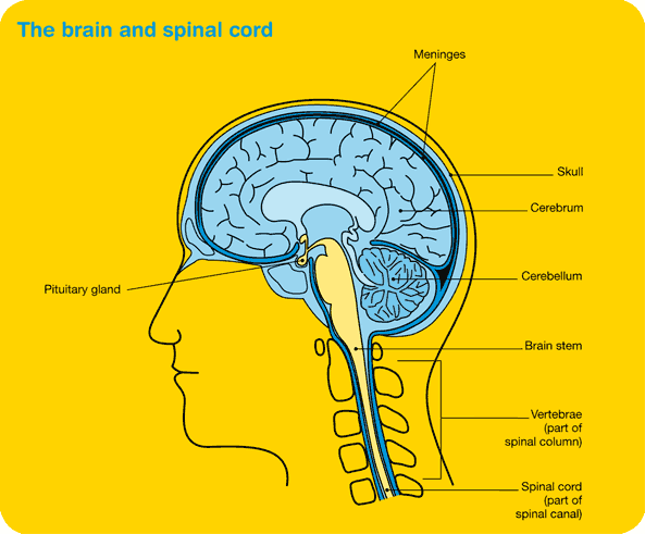 Brain Stem Tumor Symptoms