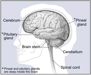 Brain Tumor Surgery Cost