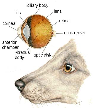 Brain Tumor Symptoms In Dogs