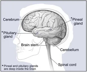 Brain Tumor Symptoms In Kids