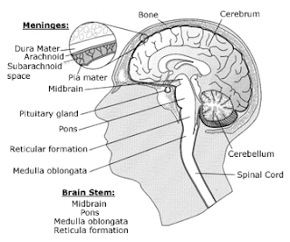 Brain Tumor Symptoms In Men