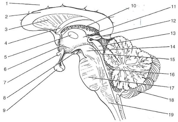 Brainstem Anatomy Quiz