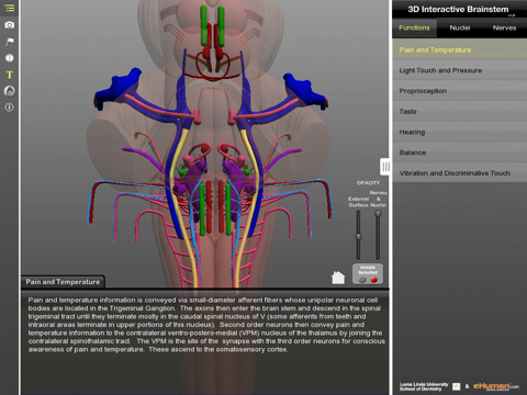 Brainstem Anatomy Quiz