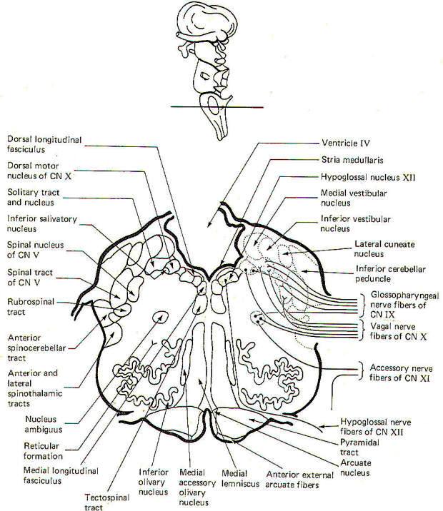 Brainstem Anatomy Quiz