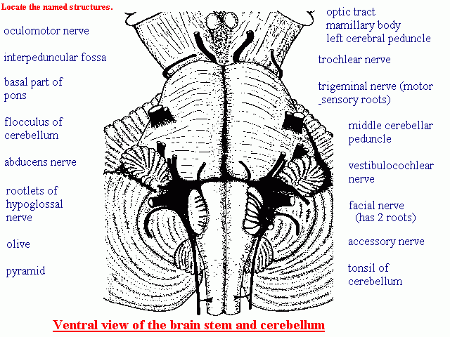 Brainstem Anatomy Quiz