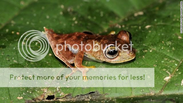 Brazil Animals In The Rainforest