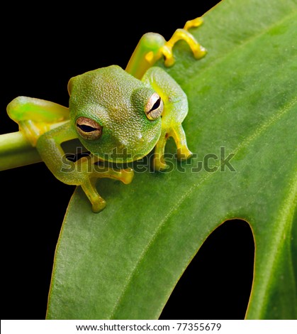 Brazil Animals In The Rainforest