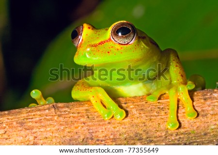 Brazil Animals In The Rainforest