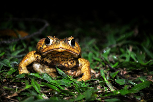 Brazil Animals In The Rainforest