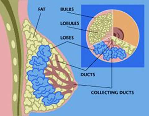 Breast Cancer Cells Diagram