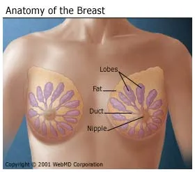 Breast Cancer Lump Pictures