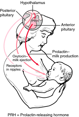 Breast Milk Production Chart