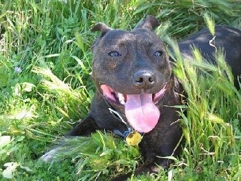 Brindle English Bull Terrier Puppies