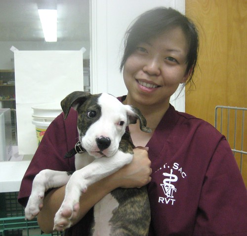 Brindle English Bull Terrier Puppies