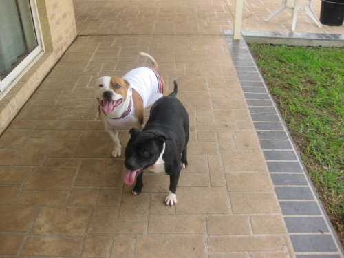 Brown And White Staffy Puppies