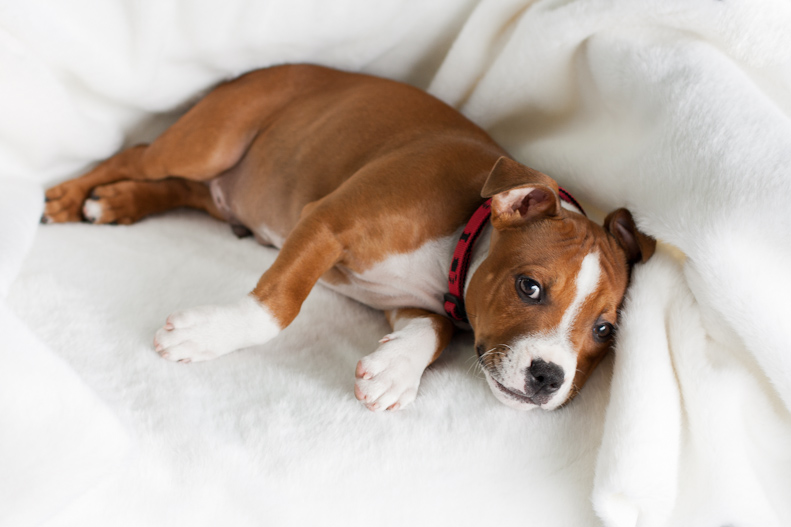 Brown And White Staffy Puppies