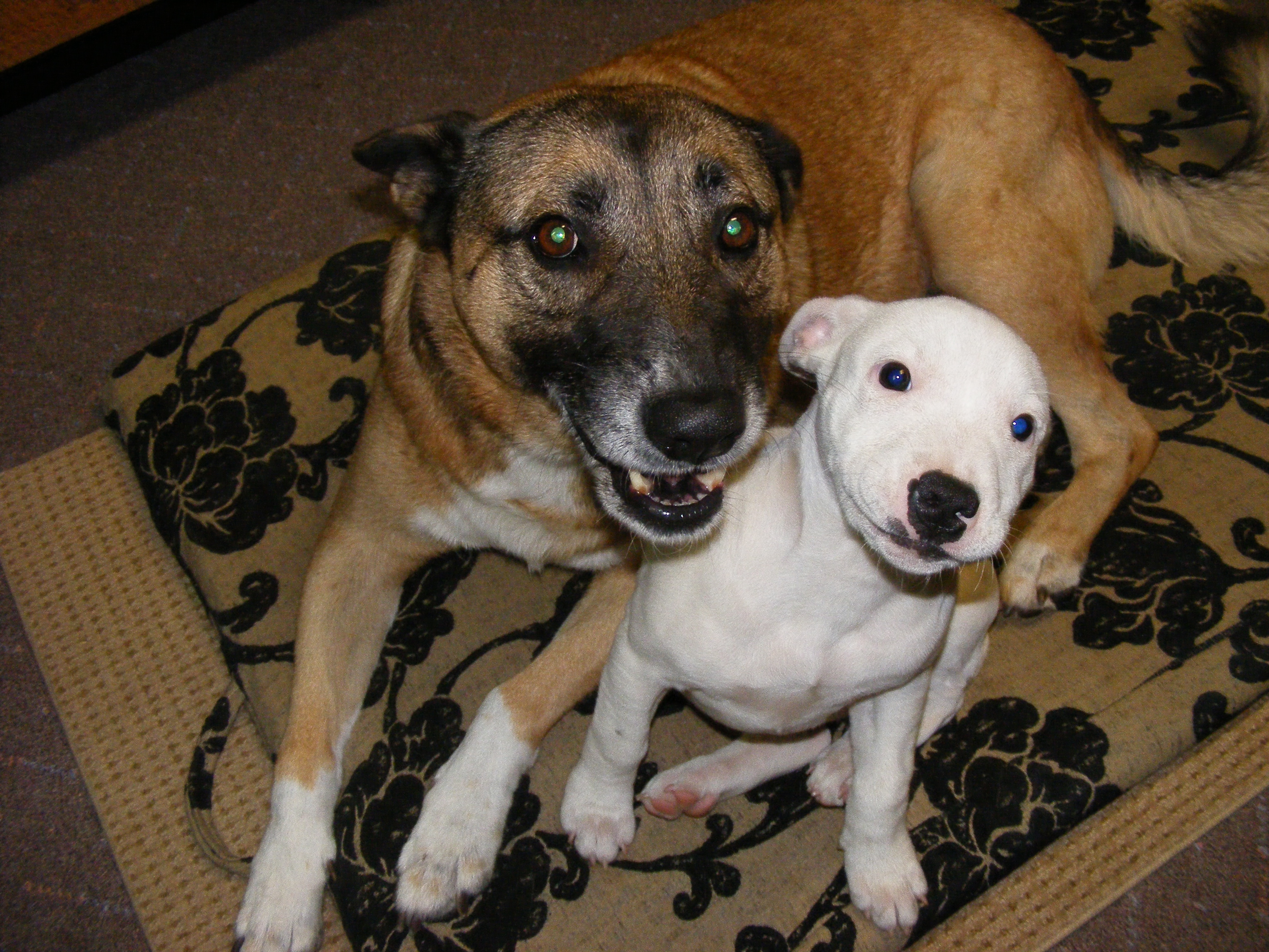 Brown And White Staffy Puppies