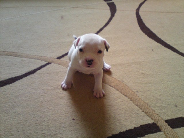 Brown And White Staffy Puppies