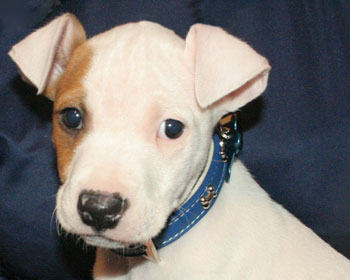 Brown And White Staffy Puppies