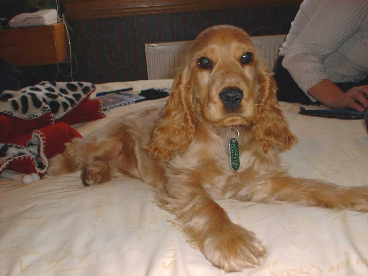 Brown English Cocker Spaniel Puppies