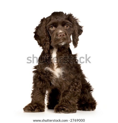 Brown English Cocker Spaniel Puppies