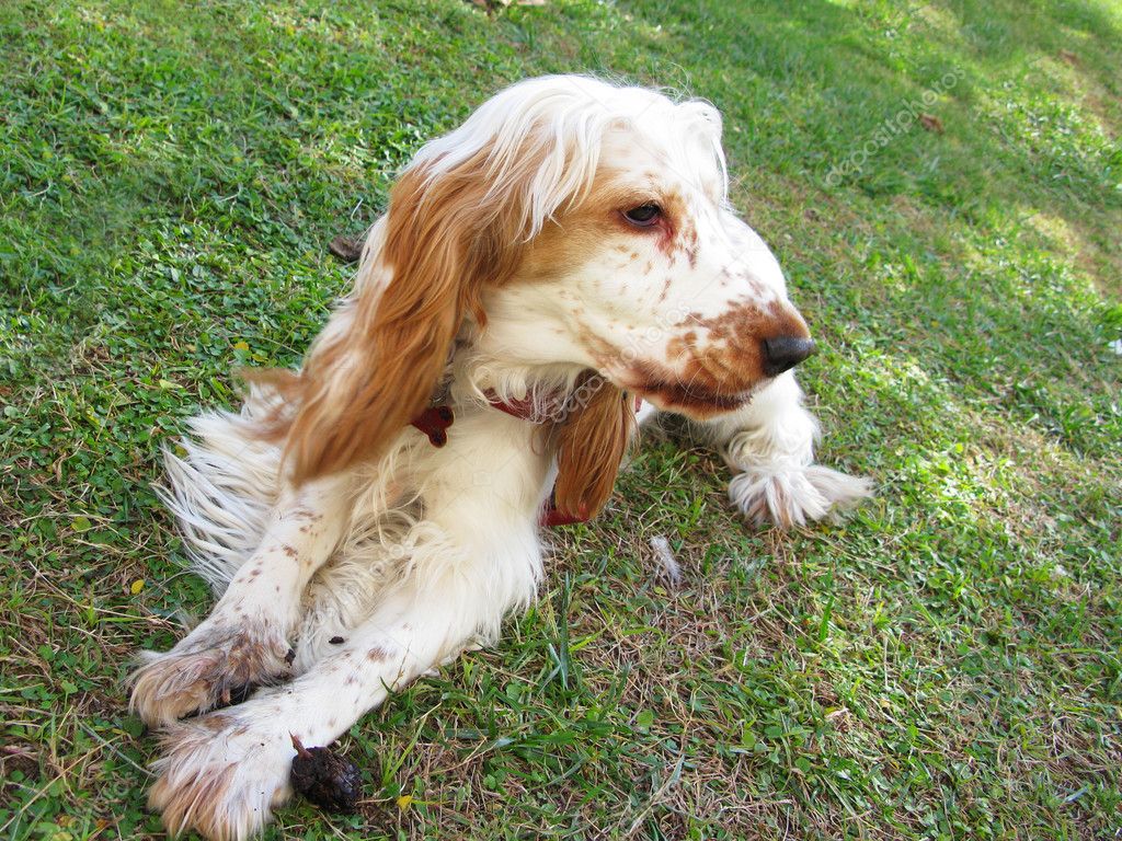 Brown English Cocker Spaniel Puppies