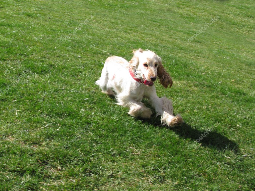 Brown English Cocker Spaniel Puppies