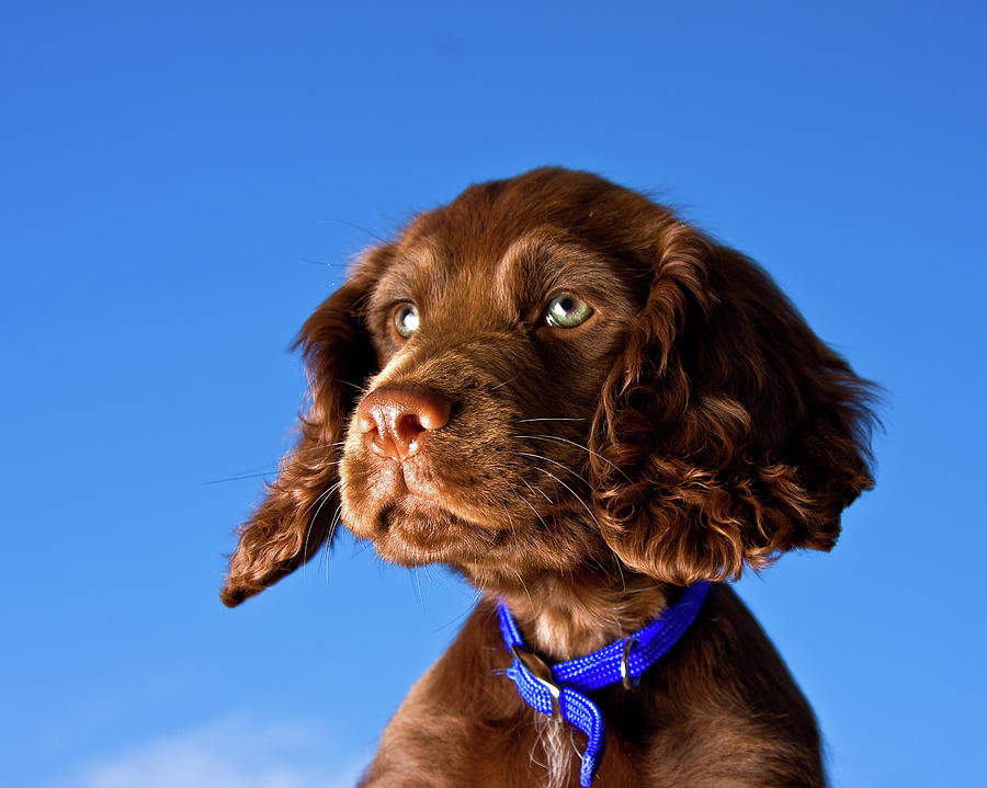 Brown English Cocker Spaniel Puppies