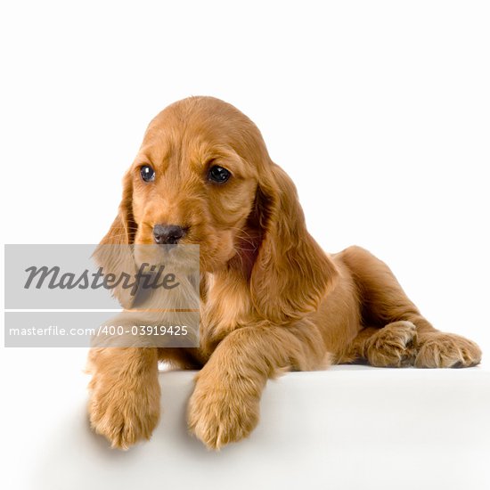 Brown English Cocker Spaniel Puppies