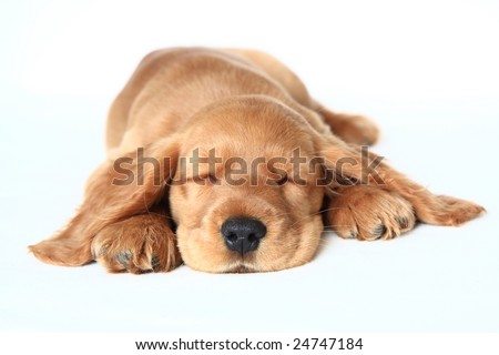 Brown English Cocker Spaniel Puppies