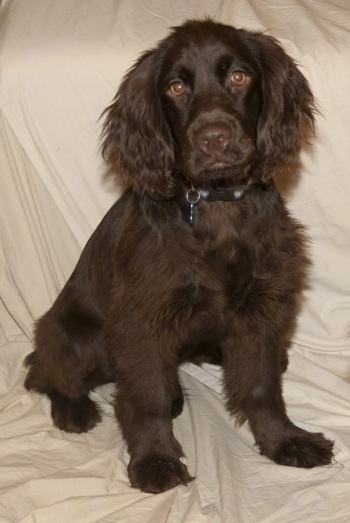 Brown English Cocker Spaniel Puppies