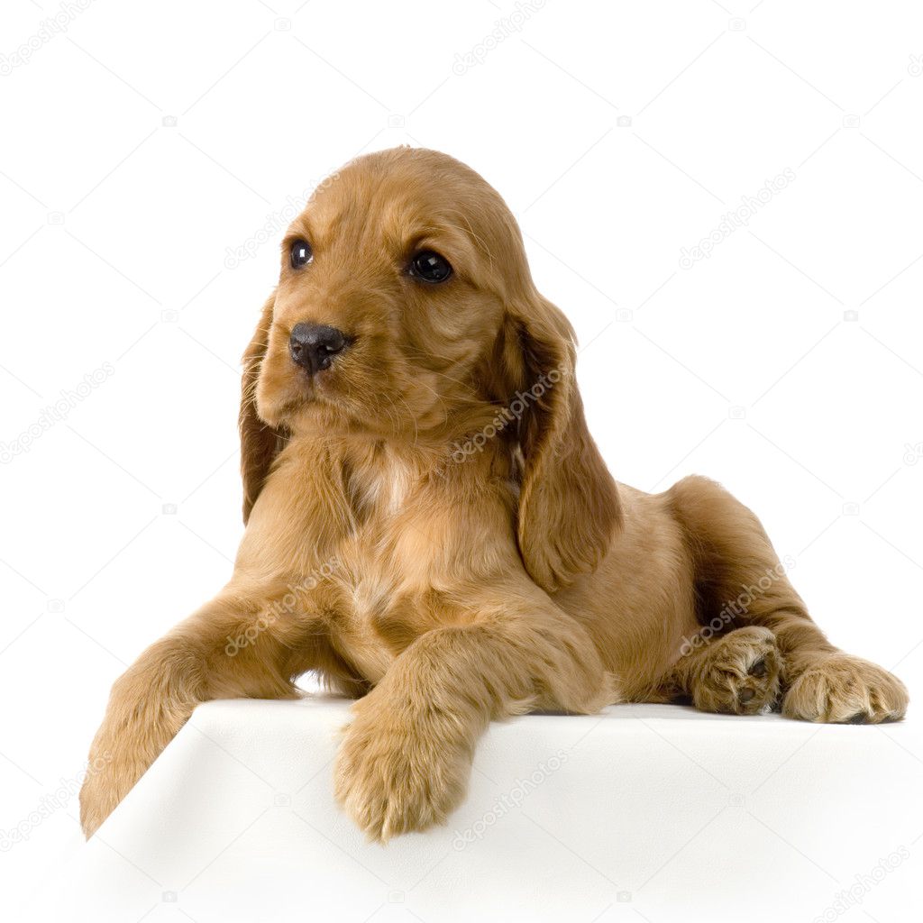 Brown English Cocker Spaniel Puppies